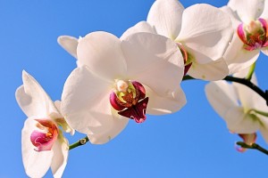世界拳击青少年训练营体能监测平台数据共享与隐私保护说明，拳击体能测试标准